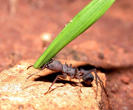 Acromyrmex fracticornis