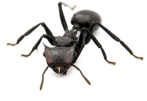 Cephalotes atratus