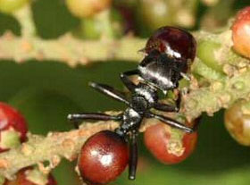 Cephalotes atratus