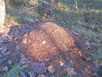 nest Formica rufa