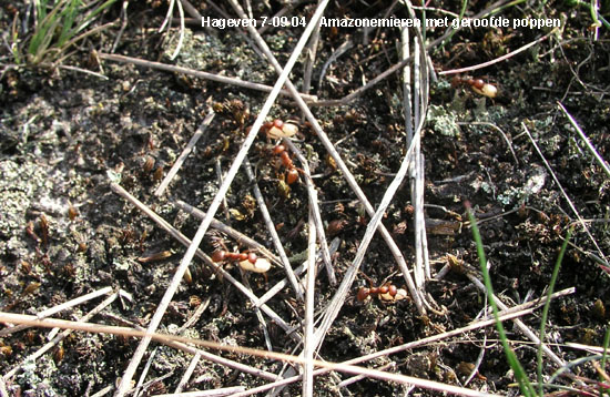 Polyergus rufescens