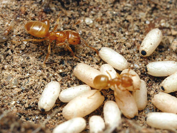 Lasius flavus met poppen