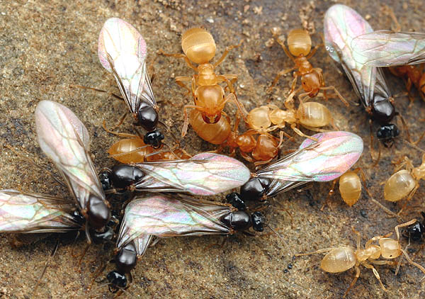 Lasius flavus