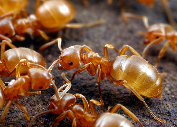 Lasius umbratus