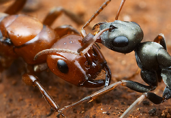 Polyergus