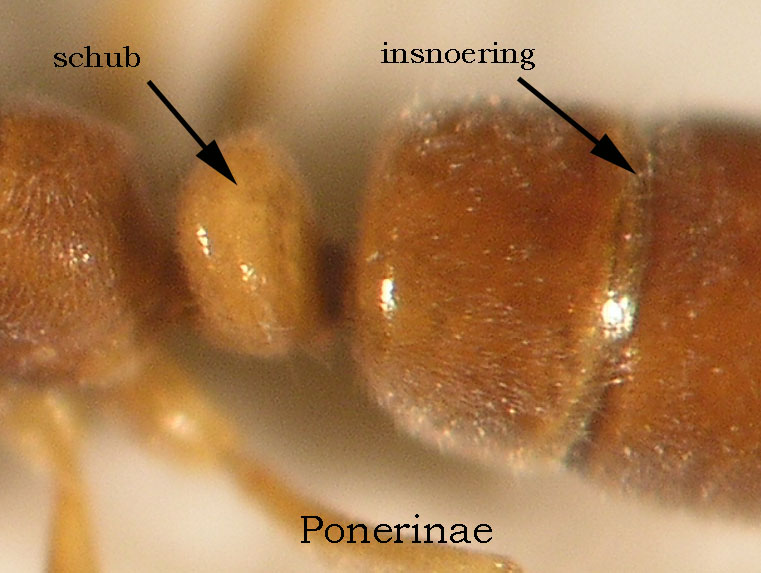 gyne van Hypoponera punctatissima