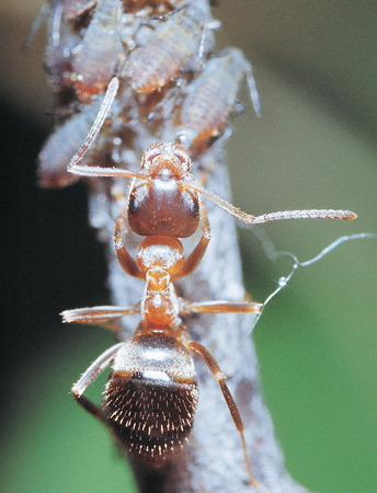 Lasius emarginatus werkster