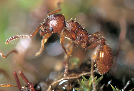 Myrmica gallienii werkster