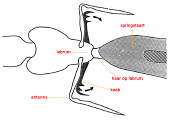 klemkaakmier