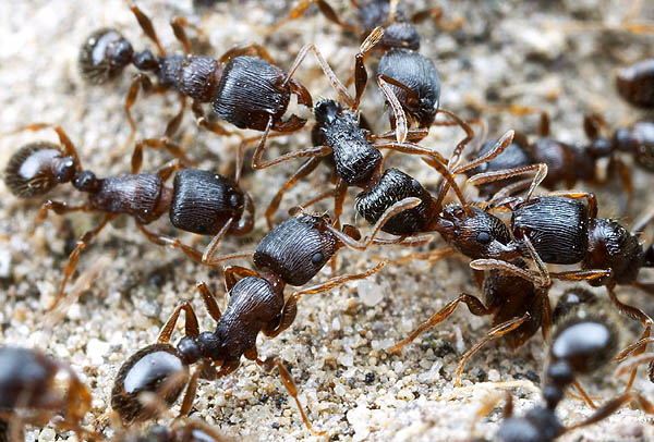 Tetramorium caespitum