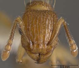 Tetramorium bicarinatum