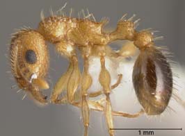 Tetramorium bicarinatum