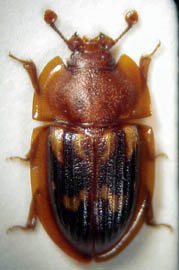 Amphotis marginata