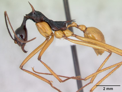 Aphaenogaster