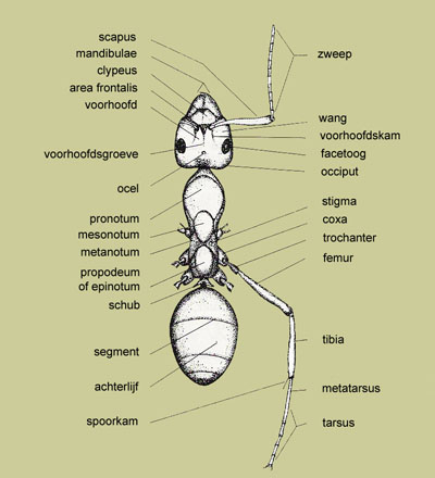 lichaamsbouw van een werkster