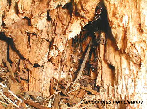 nest van Camponotus herculeanus