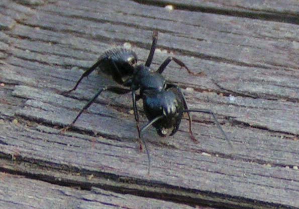 Camponotus vagus