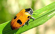 Clytra quadripunctata