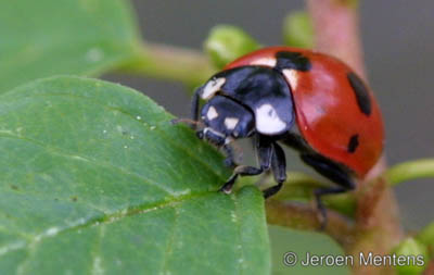 Coccinella magnifica