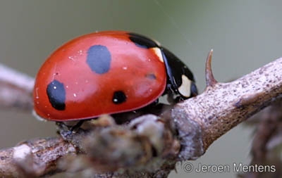 Coccinella magnifica