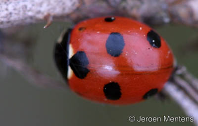 Coccinella magnifica