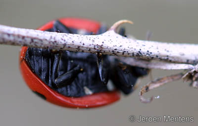 Coccinella magnifica