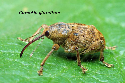 Curculio glandium