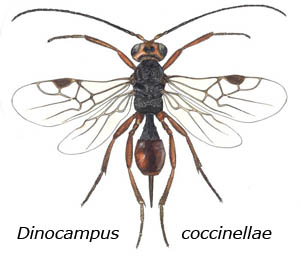 Dinocampus coccinellae