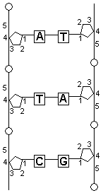 dna structuur