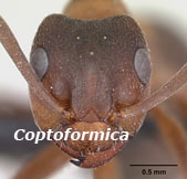 Coptoformica