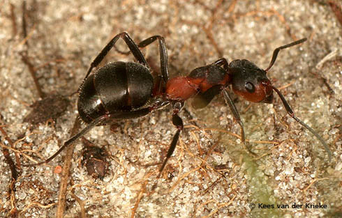 Formica pratensis werkster