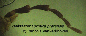 Formica pratensis