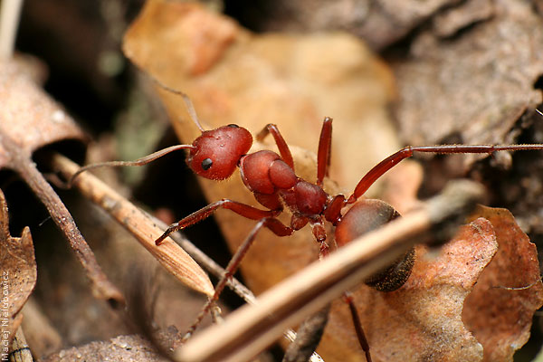 Formica truncorum