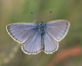  mannetje van Maculinea alcon 