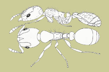 Harpagoxenus sublaevis