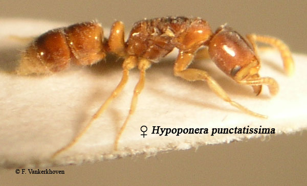 Hypoponera punctatissima