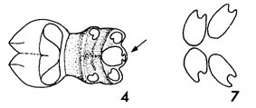 Lasius