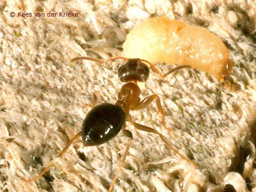Lasius brunneus werkster met larve