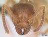 lasius mixtus