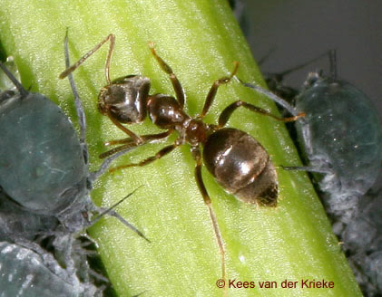 Een Wegmier bezoekt de bladluizenkolonie.