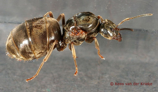 ongevleugelde gyne van Lasius niger