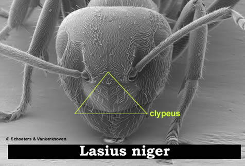 clypeus als discriminant