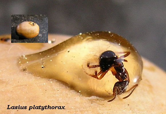 Lasius platythorax