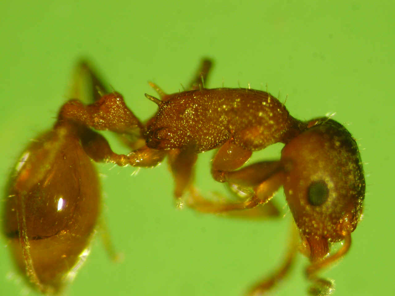 Temnothorax affinis