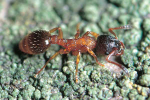 Leptothorax gredleri