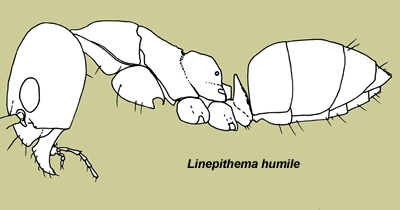 werkster Linepithema humile