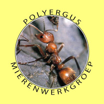 mierenwerkgroep Polyergus