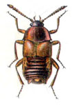 Lomechusa emarginata