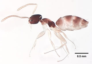 Tapinoma melanocephalum