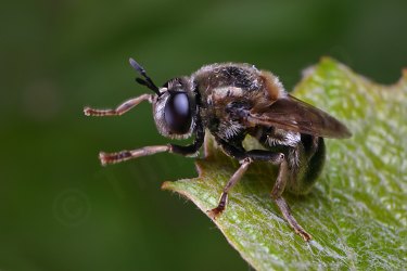 Microdon mutabilis